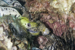 Fimbriated and Snowflake Moray Eels