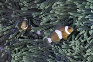 False Clownfish