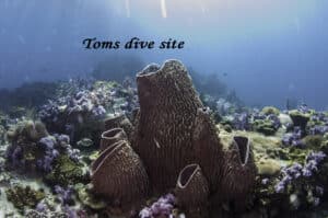 The amazing textures and color of the ocean in Thailand (barrel sponges on coral reef)