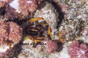 2 Fighting Gaimard's Hermit Crabs